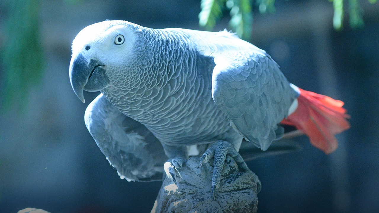 Card image cap
